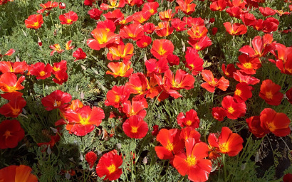 ESCHSCHOLZIA CALIFORNICA